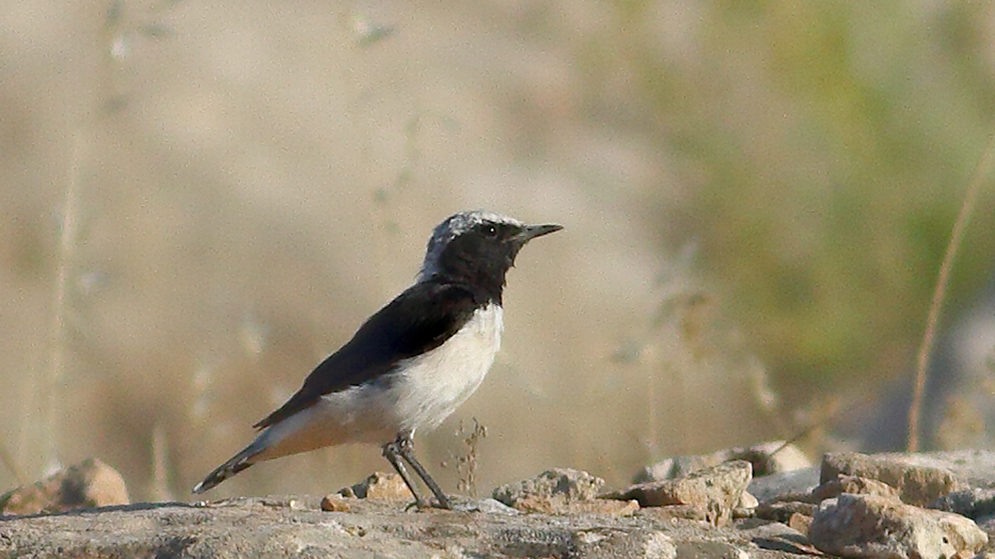 Mourning Wheatear